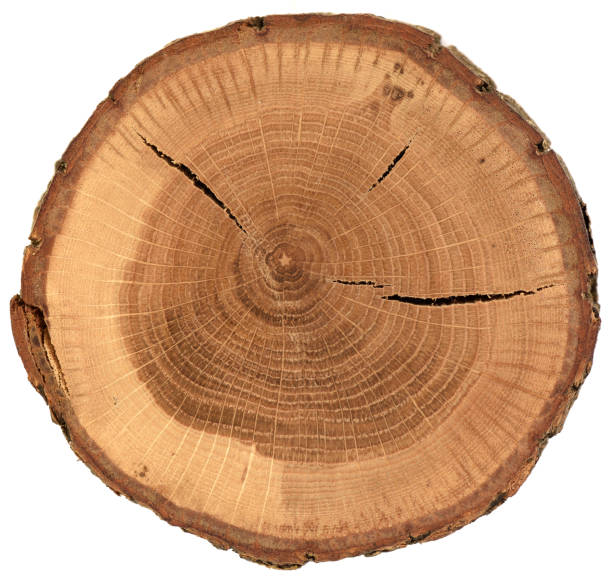 File:Image 2025-05-07 172551922.png