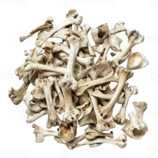 Pile of animalia bones